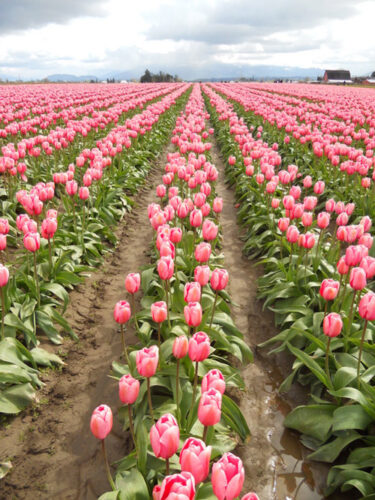 Photo of the Week: Tulip Fields